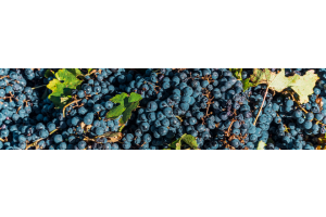 Malbec
