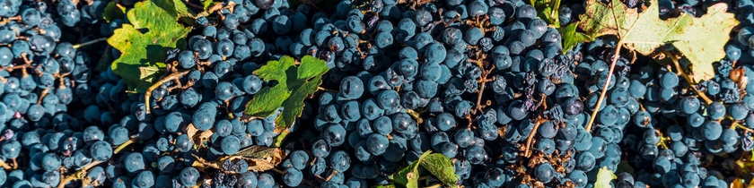 Malbec