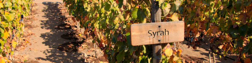 Syrah