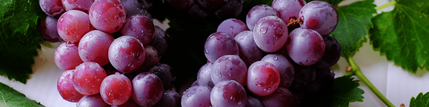 Tempranillo druif